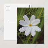 Schlichte Weiße Schönheit Postkarte (Vorne/Hinten)