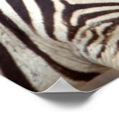 Schlichte Zebras, Krüger Nationalpark Poster (Ecke)