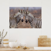 Schlichte Zebras, Krüger Nationalpark Poster (Küche)