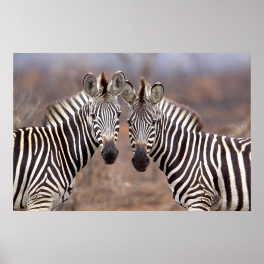 Schlichte Zebras, Krüger Nationalpark Poster (Vorne)