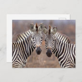 Schlichte Zebras, Krüger Nationalpark Postkarte (Vorne/Hinten)
