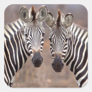 Schlichte Zebras, Krüger Nationalpark Quadratischer Aufkleber