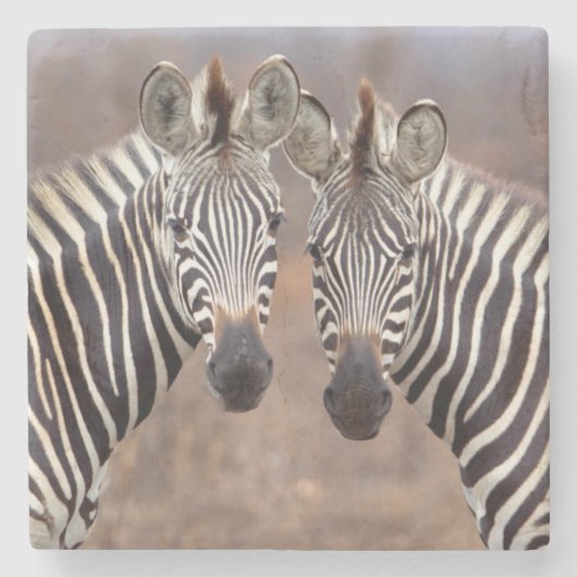 Schlichte Zebras, Krüger Nationalpark Steinuntersetzer (Vorderseite)
