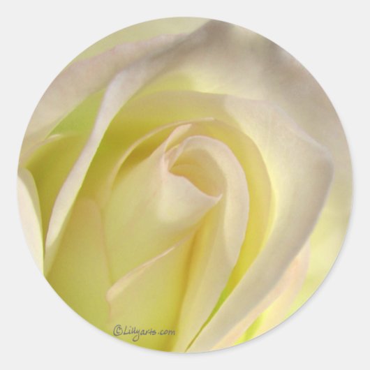 Schließe für den Sticker für die weiße Rose (Vorderseite)