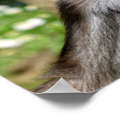 Schließen Sie verschiedene Spinnen Affen Postkarte Poster (Ecke)