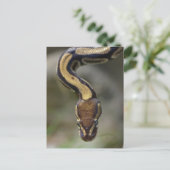 Schließkugel PythonPostcard Postkarte (Stehend Vorderseite)