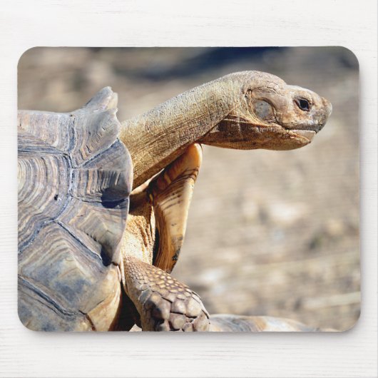 Schließung afrikanischer Schildkröten Mousepad (Vorne)