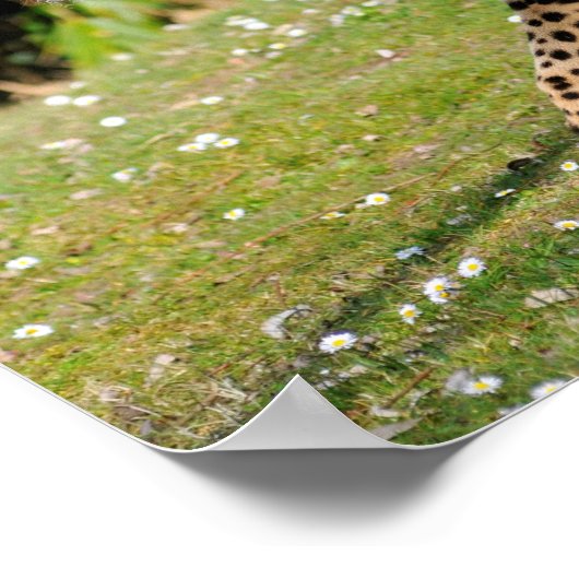 Schließung der afrikanischen Geparden Poster (Ecke)