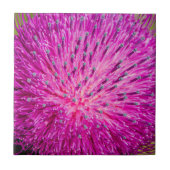 Schließung der Milchdistel Fliese (Vorderseite)