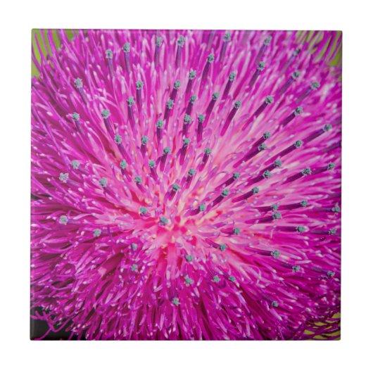 Schließung der Milchdistel Fliese (Vorderseite)