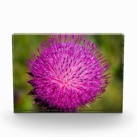 Schließung der Milchdistel Fotoblock (Vorderseite)