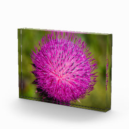 Schließung der Milchdistel Fotoblock