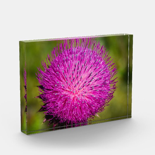 Schließung der Milchdistel Fotoblock (Links)