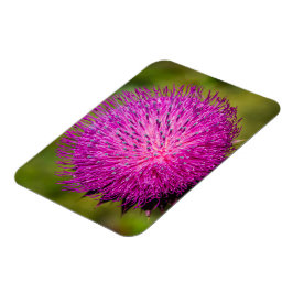 Schließung der Milchdistel Magnet