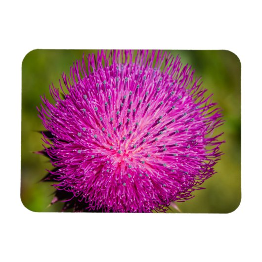 Schließung der Milchdistel Magnet (Horizontal)