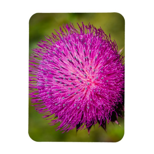 Schließung der Milchdistel Magnet (Vertikal)