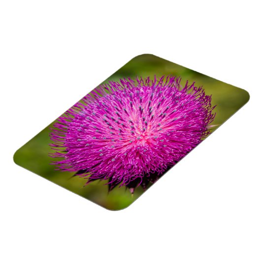 Schließung der Milchdistel Magnet (Linke Seite)