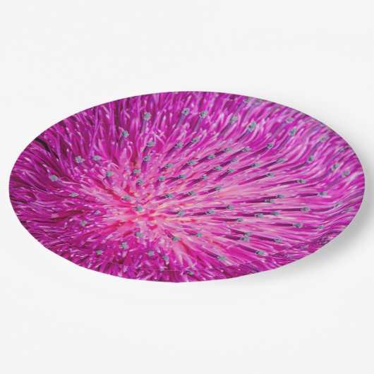 Schließung der Milchdistel Pappteller (Schrägansicht)