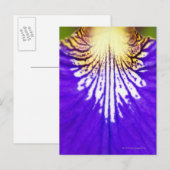 Schließung der Wildblume, Blue Flag Iris (Iris) Postkarte (Vorne/Hinten)