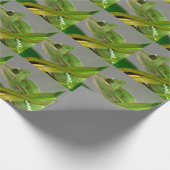 Schließung des verschleierten Chamäleons unter den Geschenkpapier (Ecke)