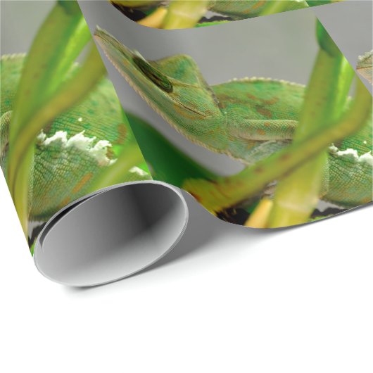 Schließung des verschleierten Chamäleons unter den Geschenkpapier (Rolleneckpunkt)