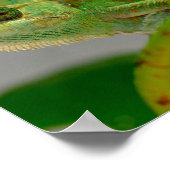 Schließung des verschleierten Chamäleons unter den Poster (Ecke)