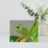 Schließung des verschleierten Chamäleons unter den Postkarte (Stehend Vorderseite)