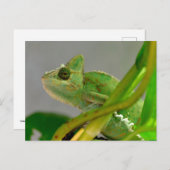 Schließung des verschleierten Chamäleons unter den Postkarte (Vorne/Hinten)