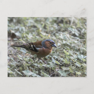 Schließung des Vogels auf einer Wiese Postkarte