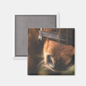 Schließung einer Niedlichen braunen Pferdedose Magnet (Vorderseite/Rückseite)