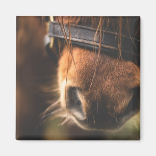 Schließung einer Niedlichen braunen Pferdedose Magnet