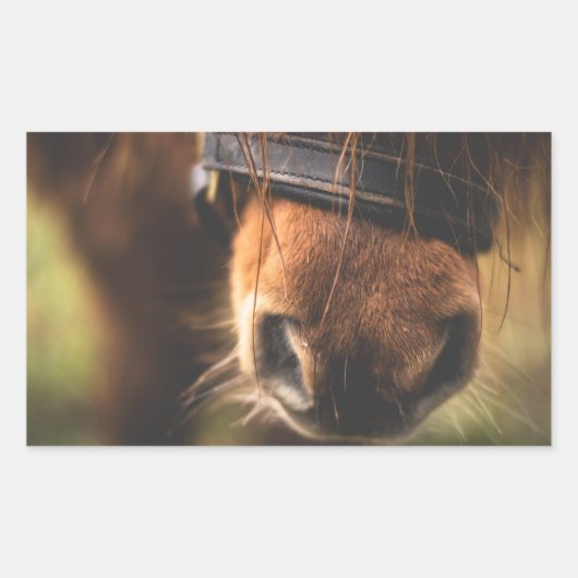 Schließung einer Niedlichen braunen Pferdedose Rechteckiger Aufkleber (Vorderseite)