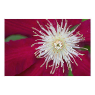 Schließung einer rotvioletten Clematis-Blume Fotodruck