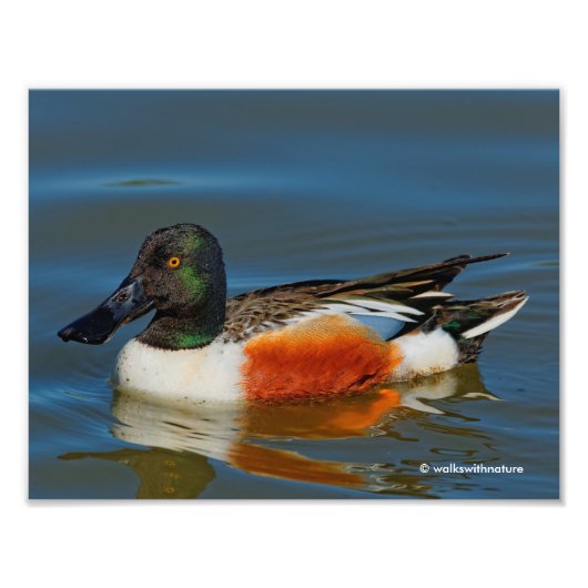 Schließung einer schönen Northern Shoveler Duck Fotodruck (Vorne)