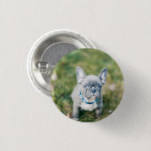 Schließung eines französischen Bulldoggen Button (Vorne & Hinten)