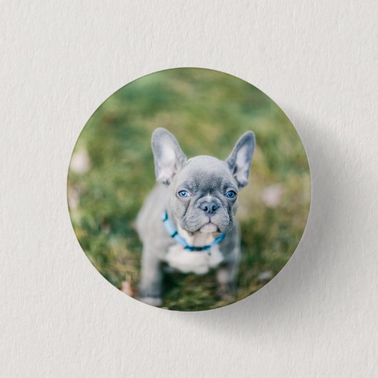 Schließung eines französischen Bulldoggen Button (Vorderseite)