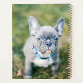 Schließung eines französischen Bulldoggen Planer (Rückseite)