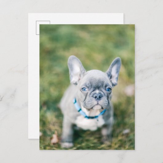 Schließung eines französischen Bulldoggen Postkarte (Vorne/Hinten)