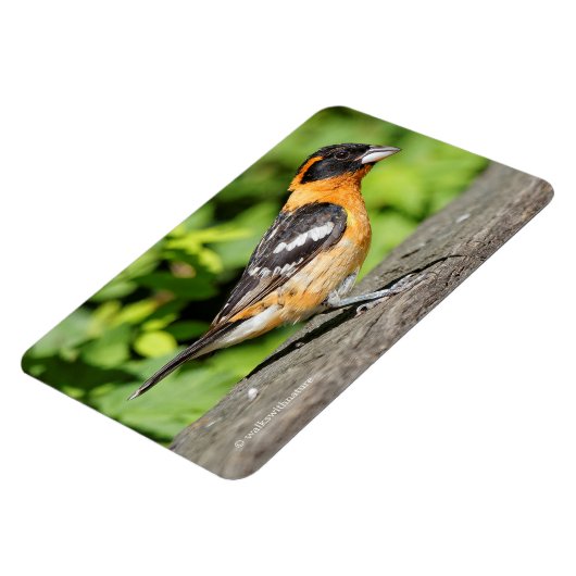 Schließung eines handlichen schwarz-geheuerten Gro Magnet (Linke Seite)