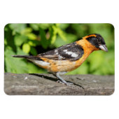 Schließung eines handlichen schwarz-geheuerten Gro Magnet (Horizontal)