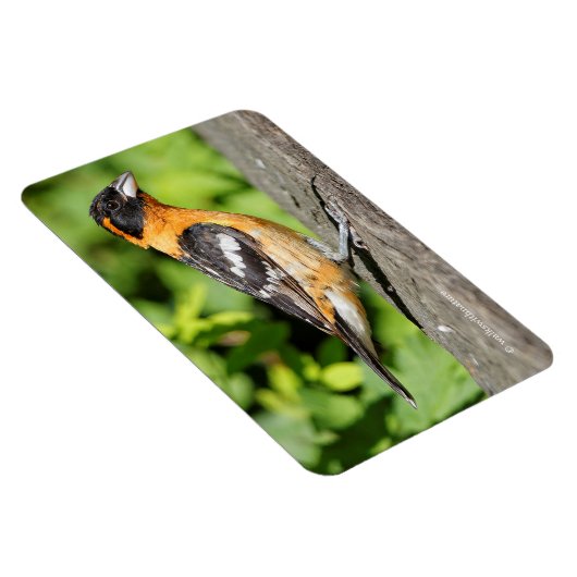 Schließung eines handlichen schwarz-geheuerten Gro Magnet (Rechte Seite)