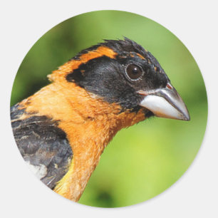 Schließung eines handlichen schwarz-geheuerten Gro Runder Aufkleber