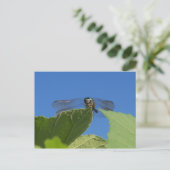 Schließung eines Libellen gegen einen hellblauen H Postkarte (Stehend Vorderseite)