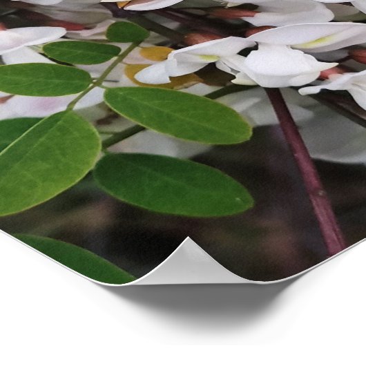 Schließung von Akazien-Blume Poster (Ecke)