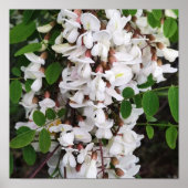 Schließung von Akazien-Blume Poster (Vorne)