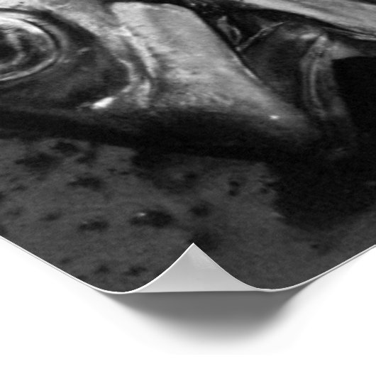 Schließung von Fischen in Schwarzweiß Poster (Ecke)