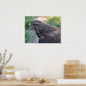 Schließung von Harris Hawk von oben aus Postcard S Poster (Küche)