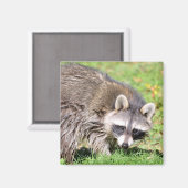 Schließung von Raccoon Magnet (Vorderseite/Rückseite)