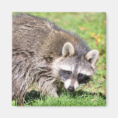 Schließung von Raccoon Magnet (Vorne)