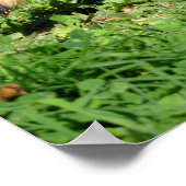 Schließung von Raccoon Poster (Ecke)